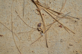 K12_Kirchner_Badende_Rückseite_Einschlüsse_2015_web