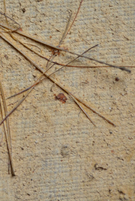 K12_Kirchner_Badende_Rückseite_Einschlüsse_Back_Mob